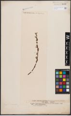 Salix aurita L. x Salix viminalis L.